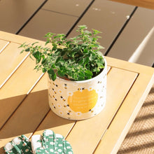 Load image into Gallery viewer, Bee Home Grown Plant Pot