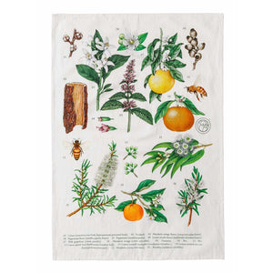 Terra Botanica Tea Towel - Koala Eco