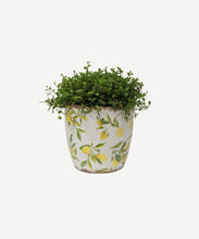 Load image into Gallery viewer, Small Botanical Lemon Pot